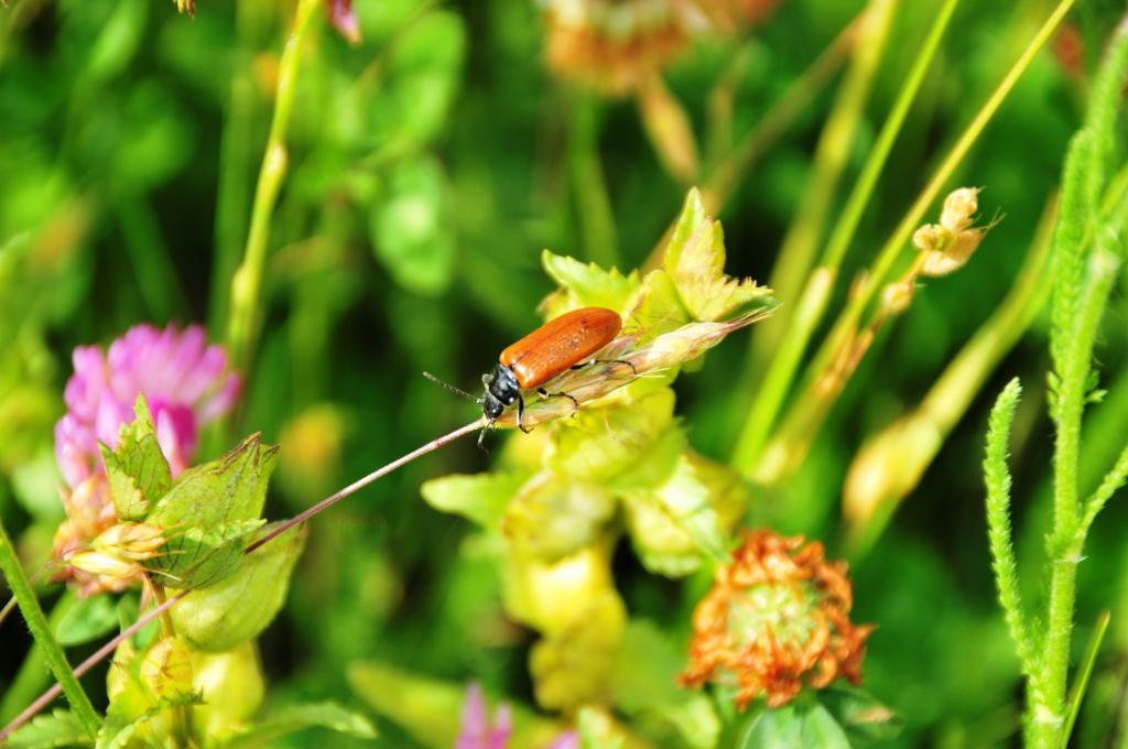 Domenica erpeto-entomologica